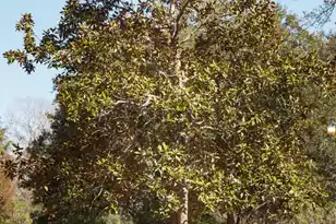 4294 River Rd, Johns Island, SC 29455 - Photo 23