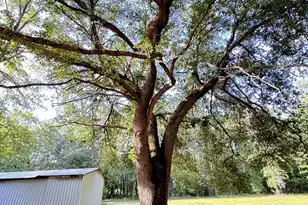 3486 Rehoboth Rd, Cottageville, SC 29435 - Photo 83