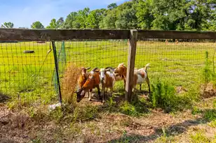 481 Cantey Ln, Camden, SC 29020 - Photo 95