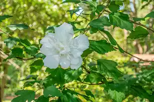 4428 Maple Ridge Rd, Walterboro, SC 29488 - Photo 61