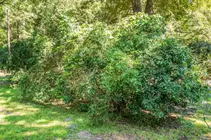 4428 Maple Ridge Rd, Walterboro, SC 29488 - Photo 59