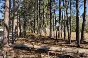379 Chestnut Rd, Walterboro, SC 29488 - Photo 27