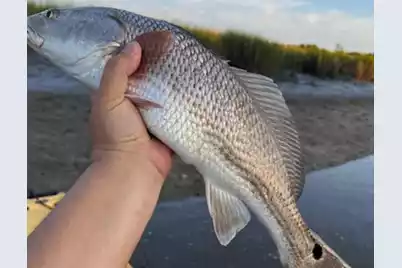 7 Barnaby, Seabrook, SC 29940 - Photo 47