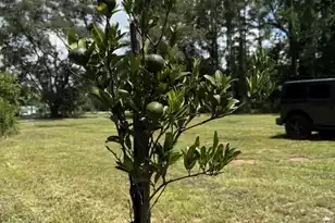 661 Woodrow Rd, Estill, SC 29918 - Photo 37