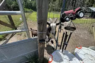 661 Woodrow Rd, Estill, SC 29918 - Photo 35