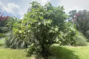 1156 A Gamble Road W, Manning, SC 29102 - Photo 9