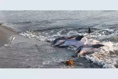 3650 Cobia Court, Seabrook Island, SC 29455 - Photo 157