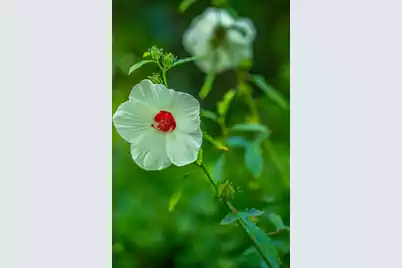 676 Public Lndg Lane, Yemassee, SC 29945 - Photo 129