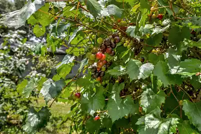 301 Morrison Drive, Goose Creek, SC 29445 - Photo 39