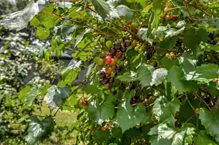 301 Morrison Dr, Goose Creek, SC 29445 - Photo 39