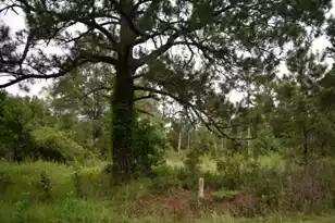 1544 Isabella Rd, Kingstree, SC 29556 - Photo 3