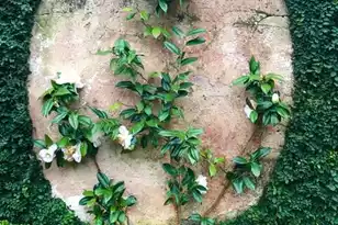 12 Orange St, Charleston, SC 29401 - Photo 71