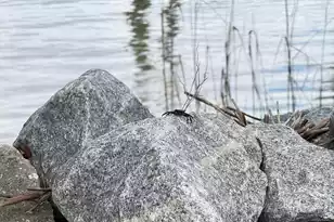 213 Ashmont Dr, Wando, SC 29492 - Photo 43