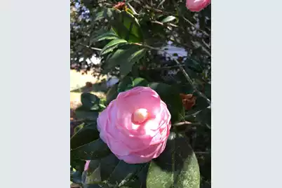 487 Hampton Street, Walterboro, SC 29488 - Photo 43