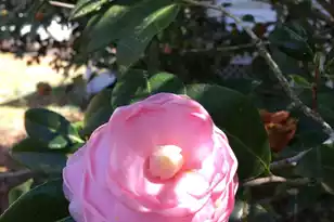 487 Hampton St, Walterboro, SC 29488 - Photo 43