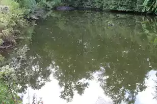 338 Browning Rd, Elloree, SC 29047 - Photo 33