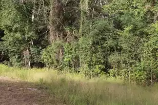 338 Browning Rd, Elloree, SC 29047 - Photo 57