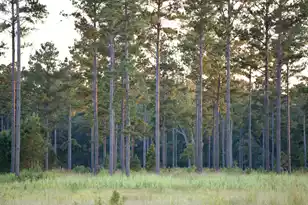 1451 River Rd, Yemassee, SC 29945 - Photo 91