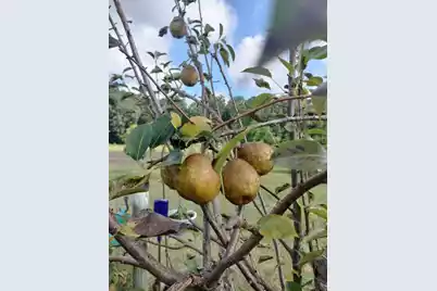 1014 Fire Hill Road, Walterboro, SC 29488 - Photo 161