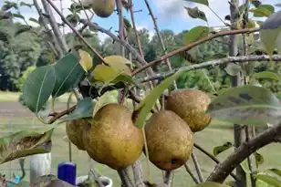 1014 Fire Hill Rd, Walterboro, SC 29488 - Photo 161