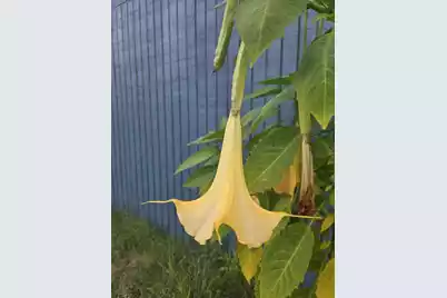 1014 Fire Hill Road, Walterboro, SC 29488 - Photo 139