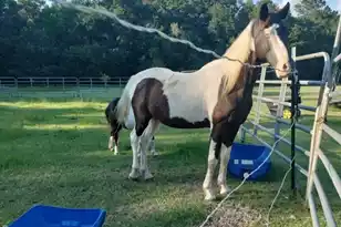 1014 Fire Hill Rd, Walterboro, SC 29488 - Photo 143