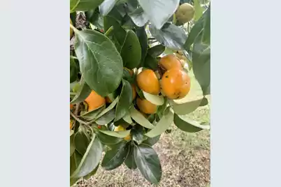 1014 Fire Hill Road, Walterboro, SC 29488 - Photo 159