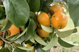 1014 Fire Hill Rd, Walterboro, SC 29488 - Photo 159