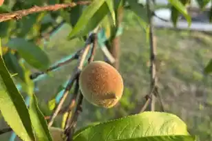 1014 Fire Hill Rd, Walterboro, SC 29488 - Photo 155