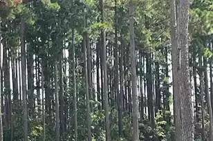 618 Hilchot Dr, Summerville, SC 29486 - Photo 33