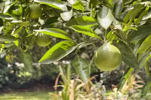 535 Wampler Dr, Charleston, SC 29412 - Photo 51