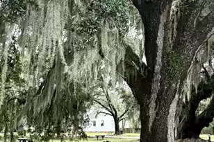 10088 Hercules Rd, McClellanville, SC 29458 - Photo 47