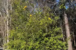 1156 Marsh Harbour Ln, Charleston, SC 29492 - Photo 31