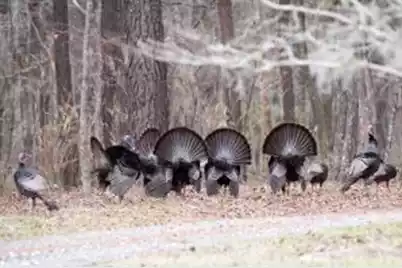 0 Sandy Pines Road, Dorchester, SC 29437 - Photo 3