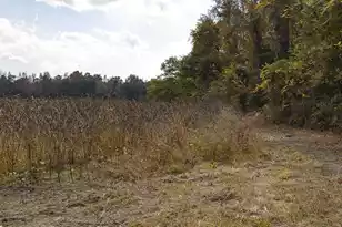 0 Shady Grove Rd, Saint George, SC 29477 - Photo 7