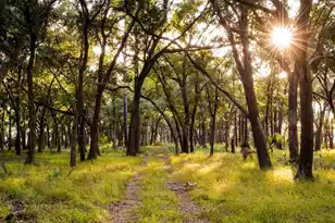 1213 Harriman Ln, Charleston, SC 29492 - Photo 17