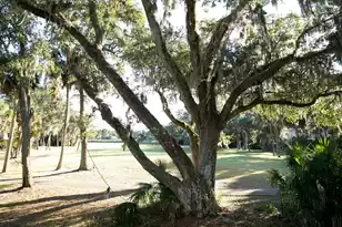 853 Club Cottage Dr, Edisto Island, SC 29438 - Photo 37