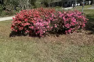 1016 Wheeler Dr, Hanahan, SC 29410 - Photo 7