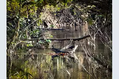 0 Mill Creek, Bethune, SC 29009 - Photo 15