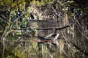 0 Mill Creek, Bethune, SC 29009 - Photo 15