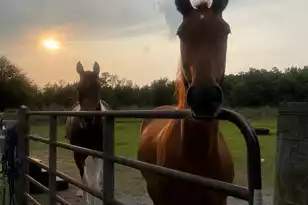 185 Gabby Hall Ct, Holly Hill, SC 29059 - Photo 7