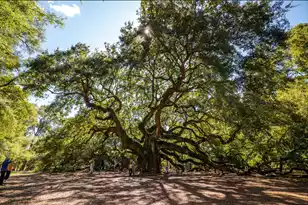 418 Caledon Ct, Johns Island, SC 29455 - Photo 39