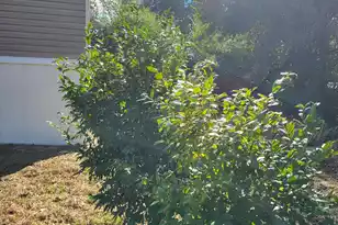 111 Pamela Ave, New Ellenton, SC 29809 - Photo 5