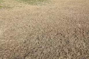 0 Bass Dr, Holly Hill, SC 29059 - Photo 1