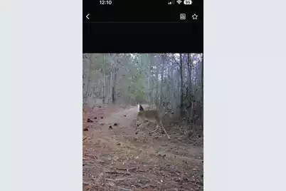 Tbd House Road, Summerton, SC 29148 - Photo 13