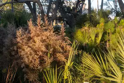 809 Roddin Street, Daniel Island, SC 29492 - Photo 73