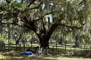 4347 Chisolm Rd, Johns Island, SC 29455 - Photo 25