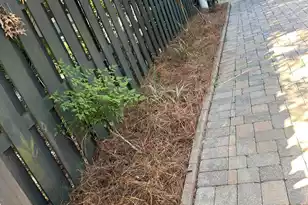 3089 Park W Blvd, Mount Pleasant, SC 29466 - Photo 49