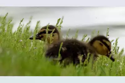 4060 Aspera Drive, Summerville, SC 29483 - Photo 47