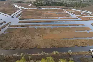 113 Silverbell Ln, Ravenel, SC 29470 - Photo 5